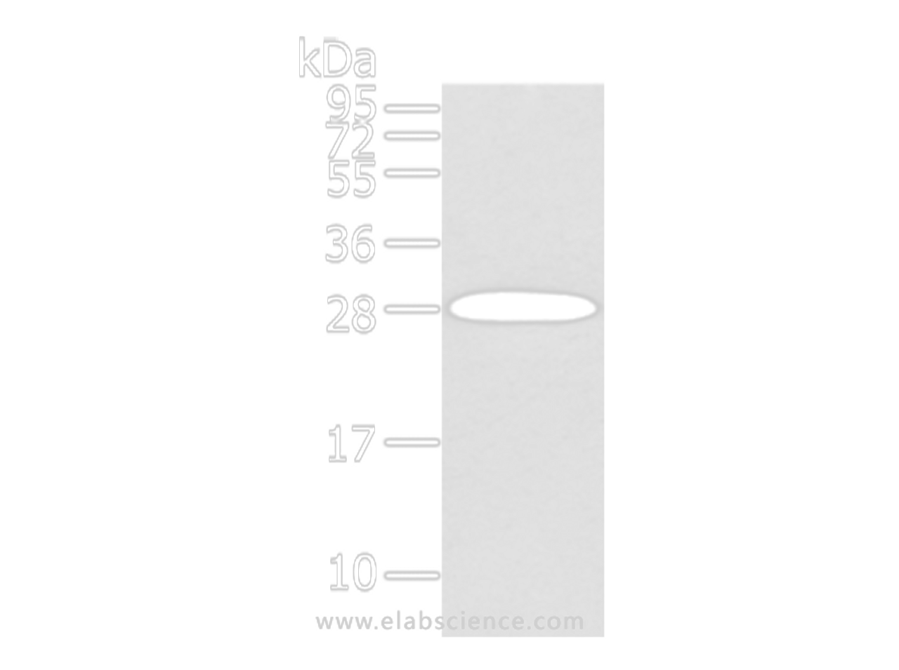 Western Blot analysis of Human liver cancer tissue using ZNF365 Polyclonal Antibody at dilution of 1/200