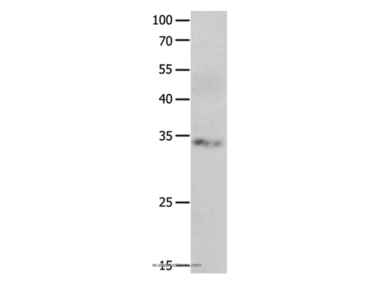 Western Blot analysis of Jurkat cell using RBFOX3 Polyclonal Antibody at dilution of 1:550