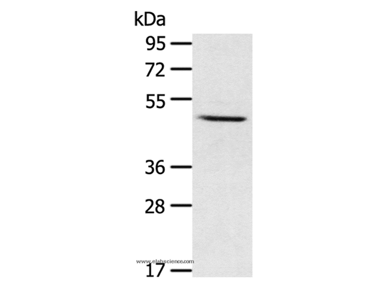 Western Blot analysis of Mouse liver tissue using CYP1A1 Polyclonal Antibody at dilution of 1:400