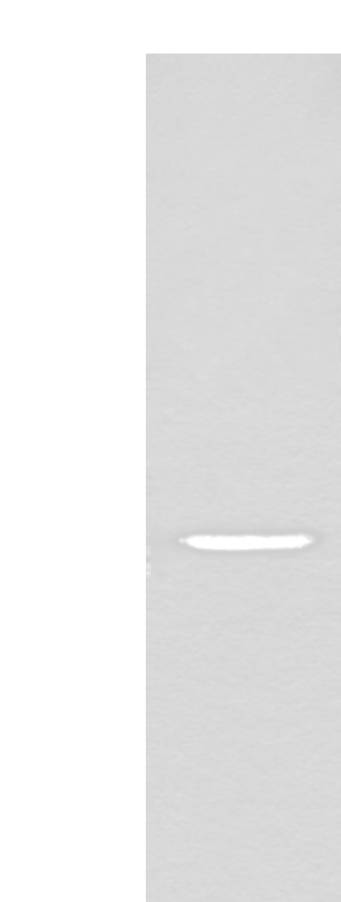 Western blot analysis of HEPG2 cell lysate  using LDAH Polyclonal Antibody at dilution of 1:600