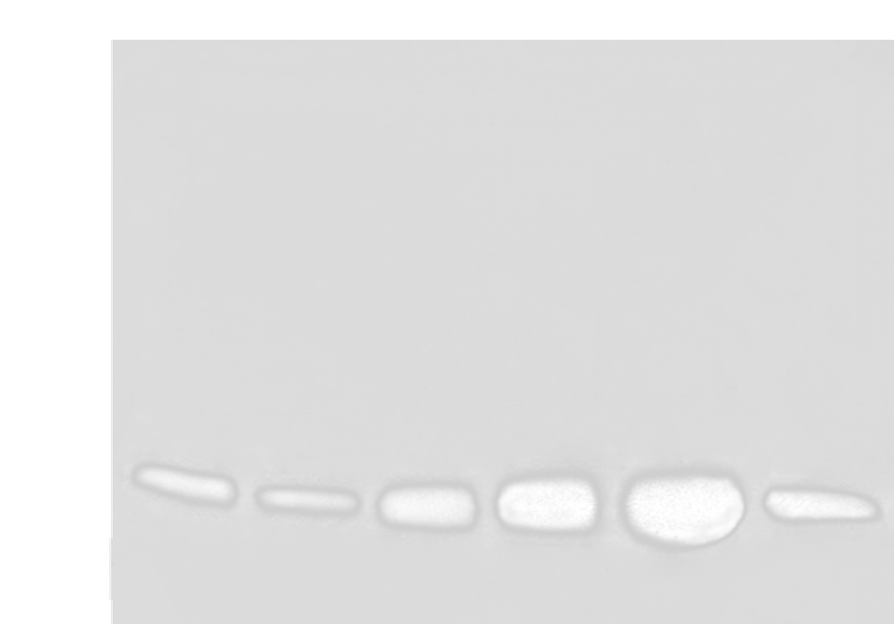 Western blot analysis of HEPG2 HUVEC and NIH/3T3 cell Human heart tissue Mouse heart tissue PC-3 cell lysates  using COX6C Polyclonal Antibody at dilution of 1:800