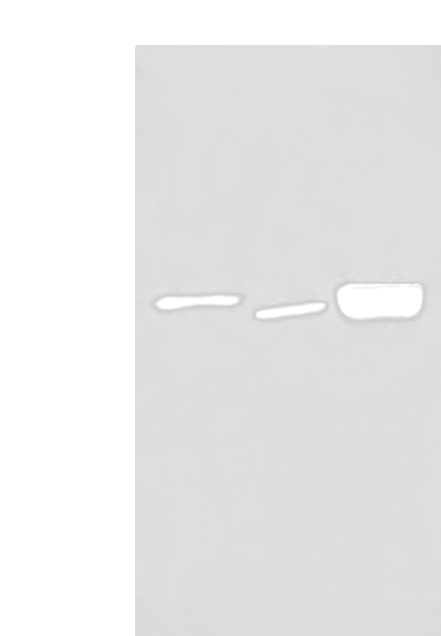 Western blot analysis of 293T cell Human cerebrum tissue and Mouse brain tissue lysates  using DMTN Polyclonal Antibody at dilution of 1:550