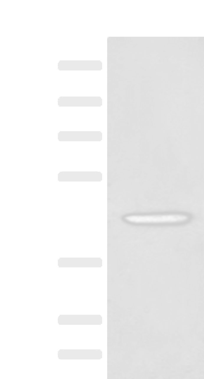 Western blot analysis of A549 cell lysate  using HLA-B Polyclonal Antibody at dilution of 1:400