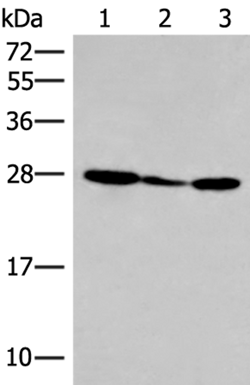 Western blot analysis of 293T cell lysate  using HLA-DOB Polyclonal Antibody at dilution of 1:400