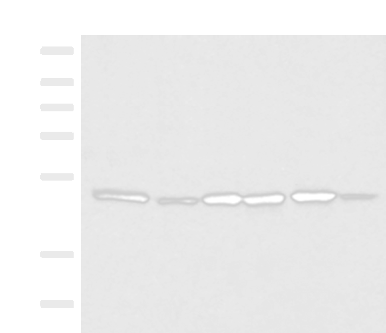 Western blot analysis of Jurkat PC-3 HepG2 Hela HT-29 and Raji cell lysates  using IP6K1 Polyclonal Antibody at dilution of 1:400