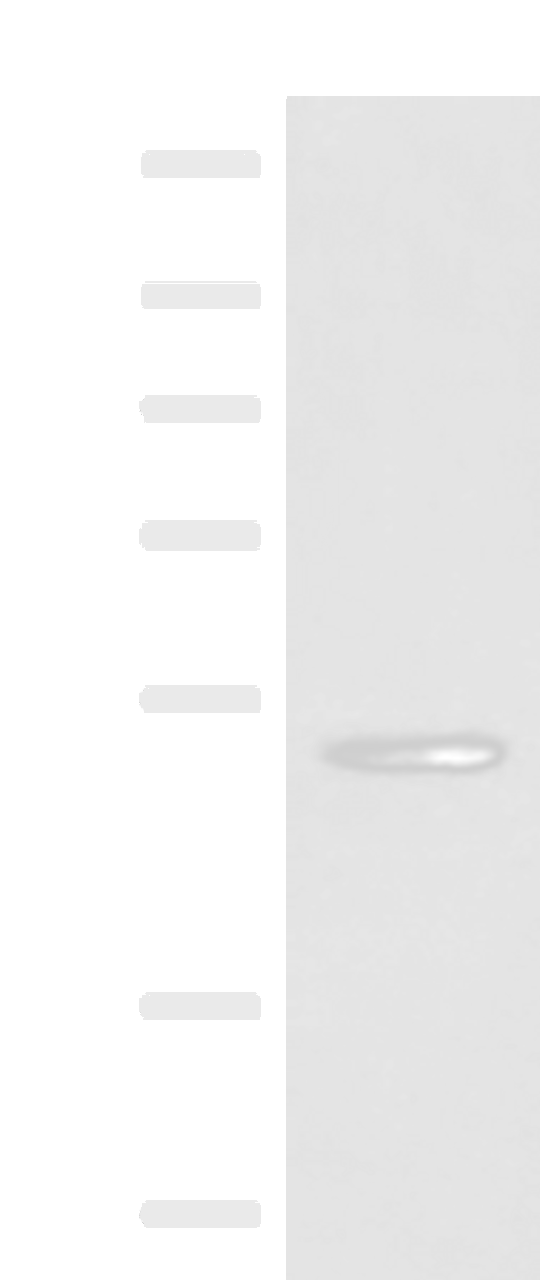 Western blot analysis of Mouse heart tissue lysate  using IRX4 Polyclonal Antibody at dilution of 1:400