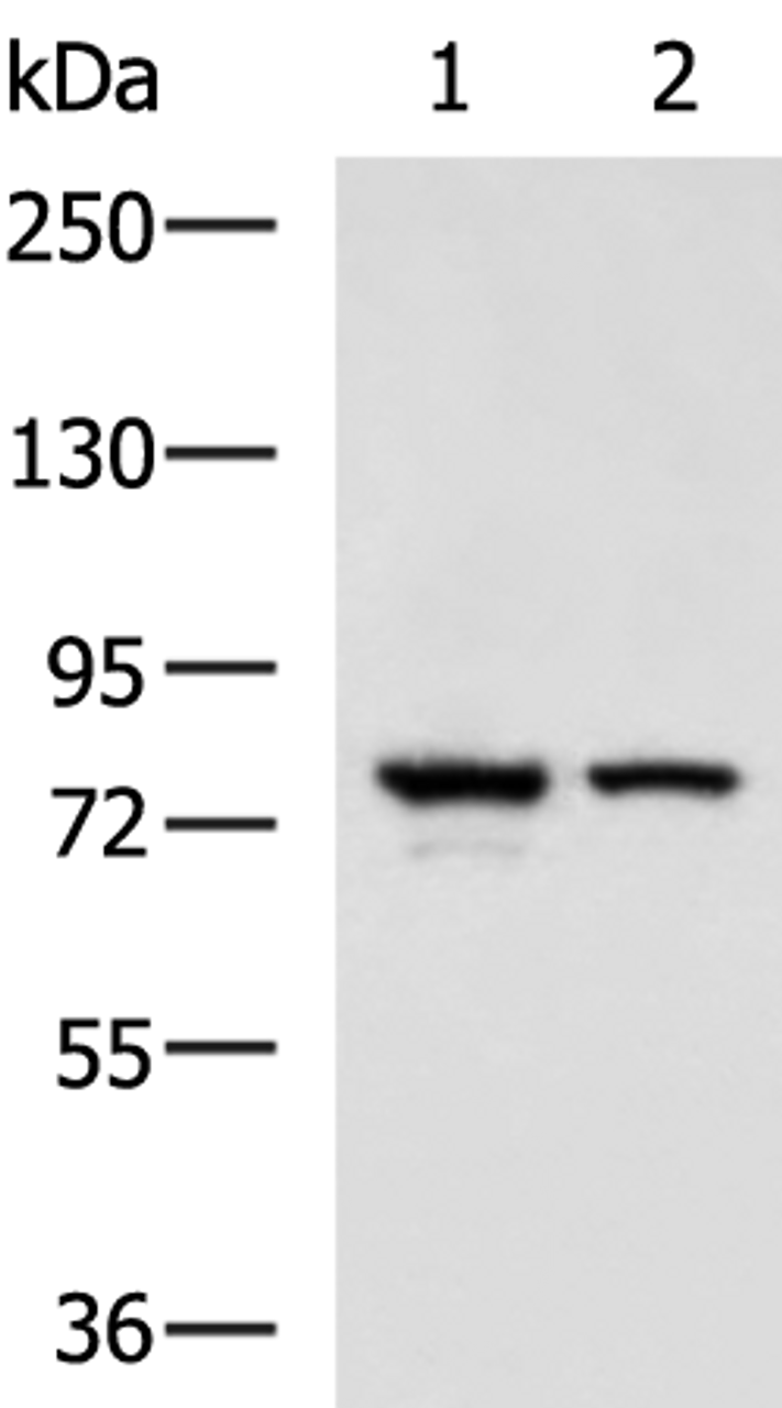 Western blot analysis of A172 and 231 cell lysates  using IL17RD Polyclonal Antibody at dilution of 1:900