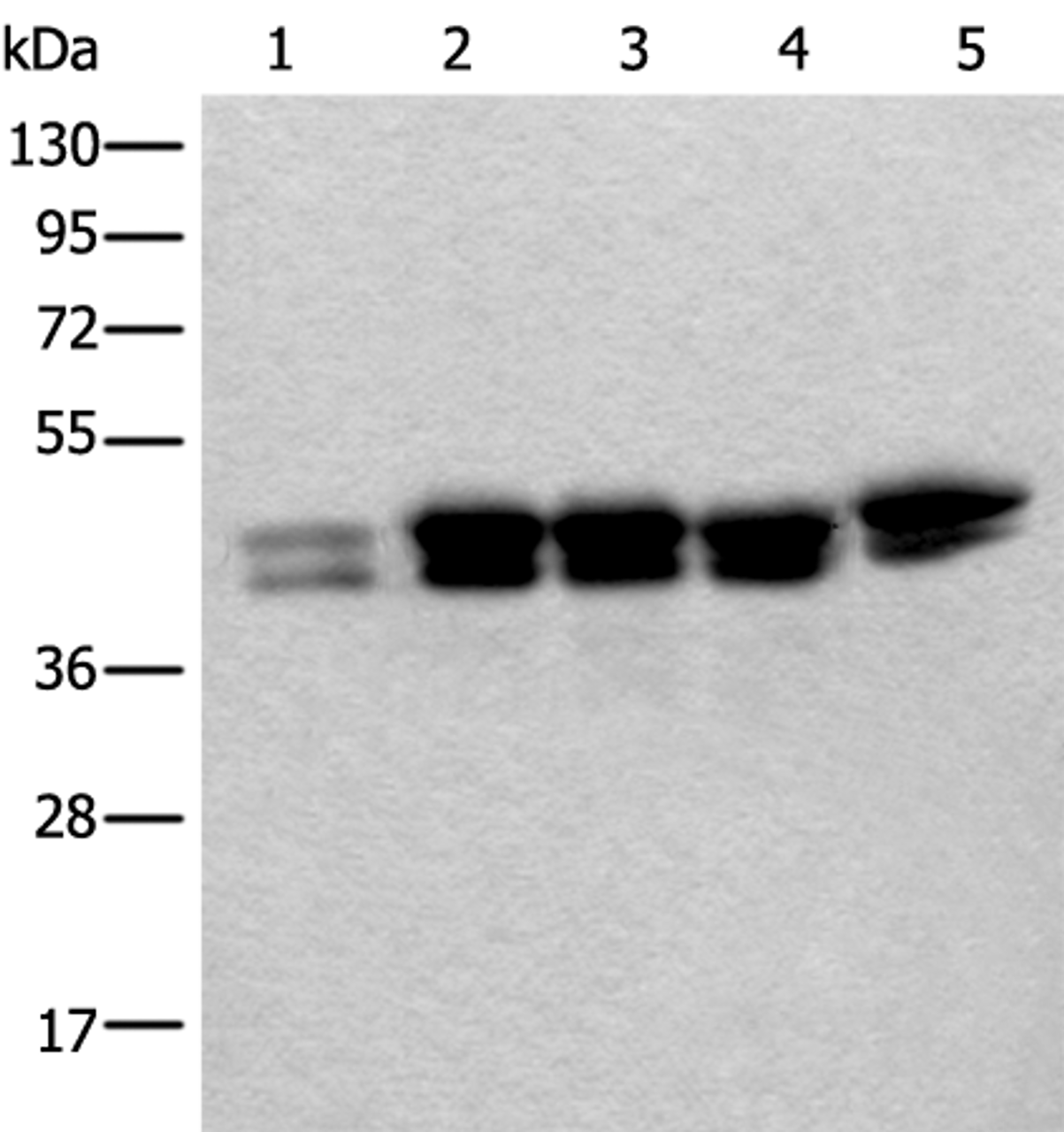 Western blot analysis of 293T Hela and HEPG2 cell lysates  using TIA1 Polyclonal Antibody at dilution of 1:250