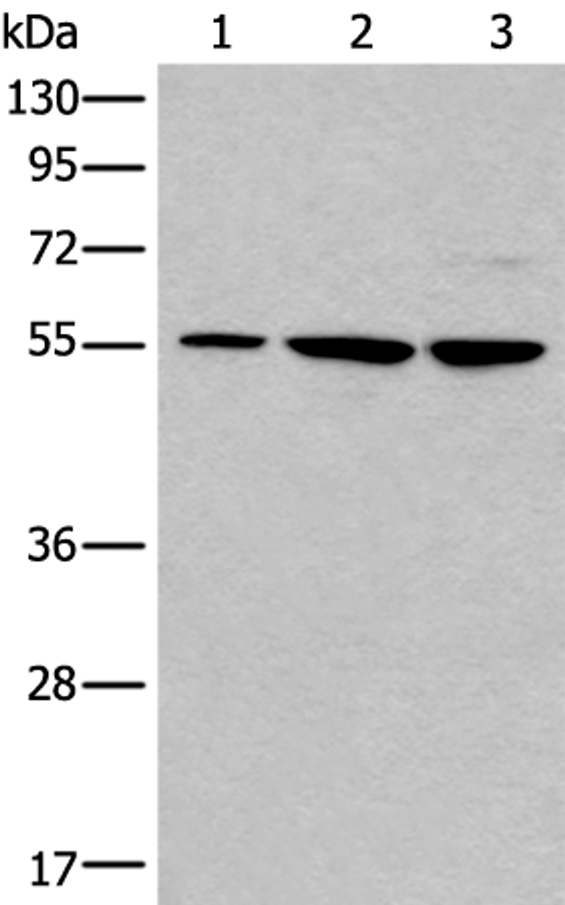 Western blot analysis of 293T and A172 cell lysates  using TRIM27 Polyclonal Antibody at dilution of 1:600