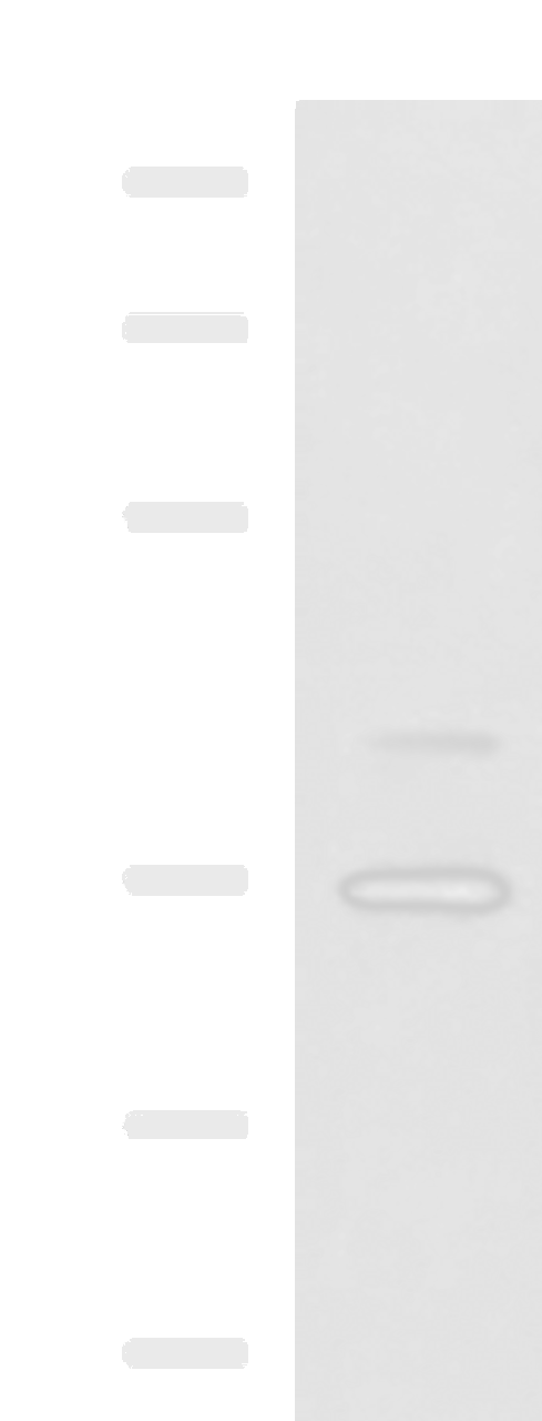 Western blot analysis of A172 cell lysate  using UBLCP1 Polyclonal Antibody at dilution of 1:1150