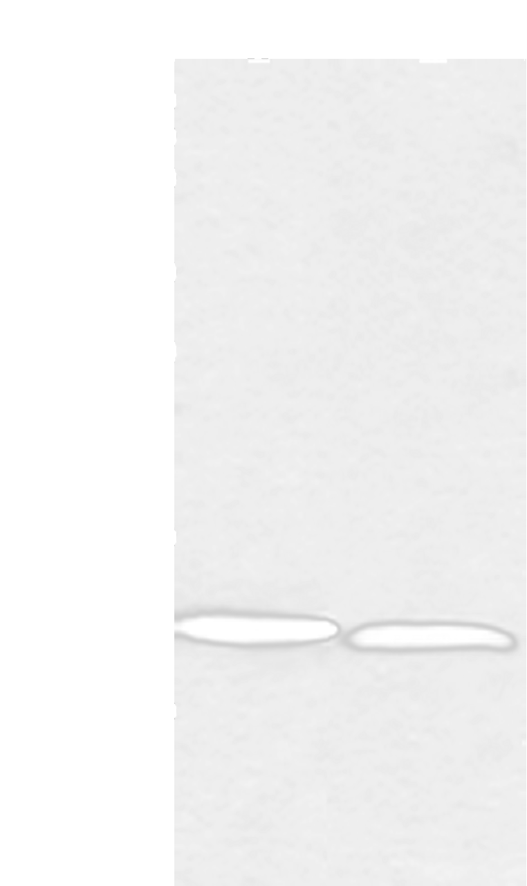 Western blot analysis of PC3 and hela cell  using NDUFB3 Polyclonal Antibody at dilution of 1:350