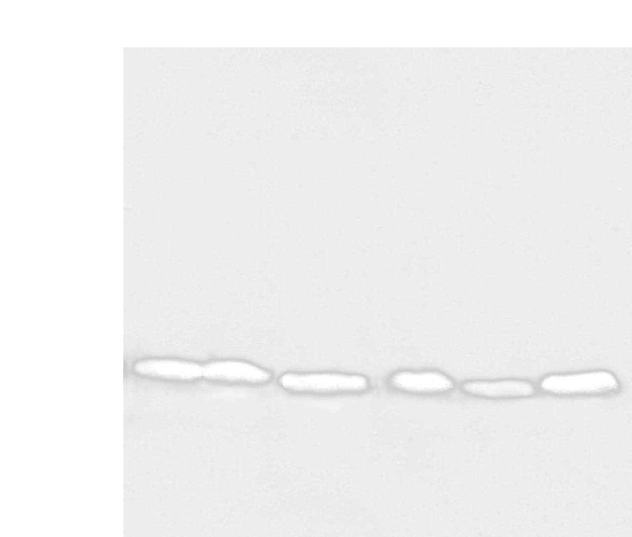 Western blot analysis of 293T Hela PC-3 Lncap and 231 cell Human fetal muscle tissue  using NDUFB6 Polyclonal Antibody at dilution of 1:500