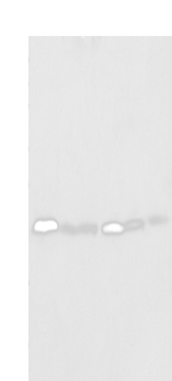 Western blot analysis of K-562 cell Human placenta tissue Mouse adrenal gland tissue HT-29 cell NIH/3T3 cell Rat lung tissue  using SPCS2 Polyclonal Antibody at dilution of 1:500
