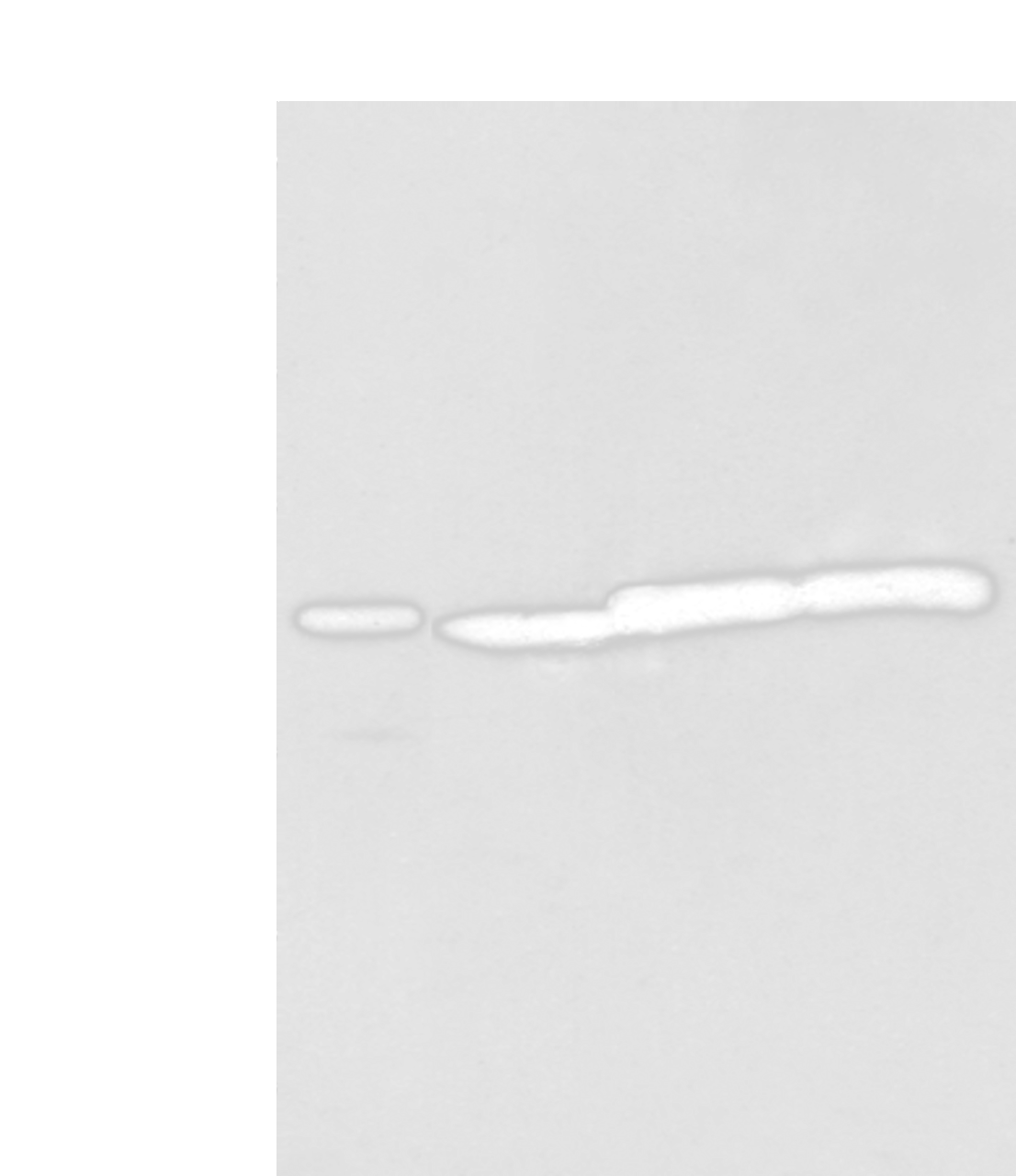 Western blot analysis of 293T cell  using NUDT12 Polyclonal Antibody at dilution of 1:300