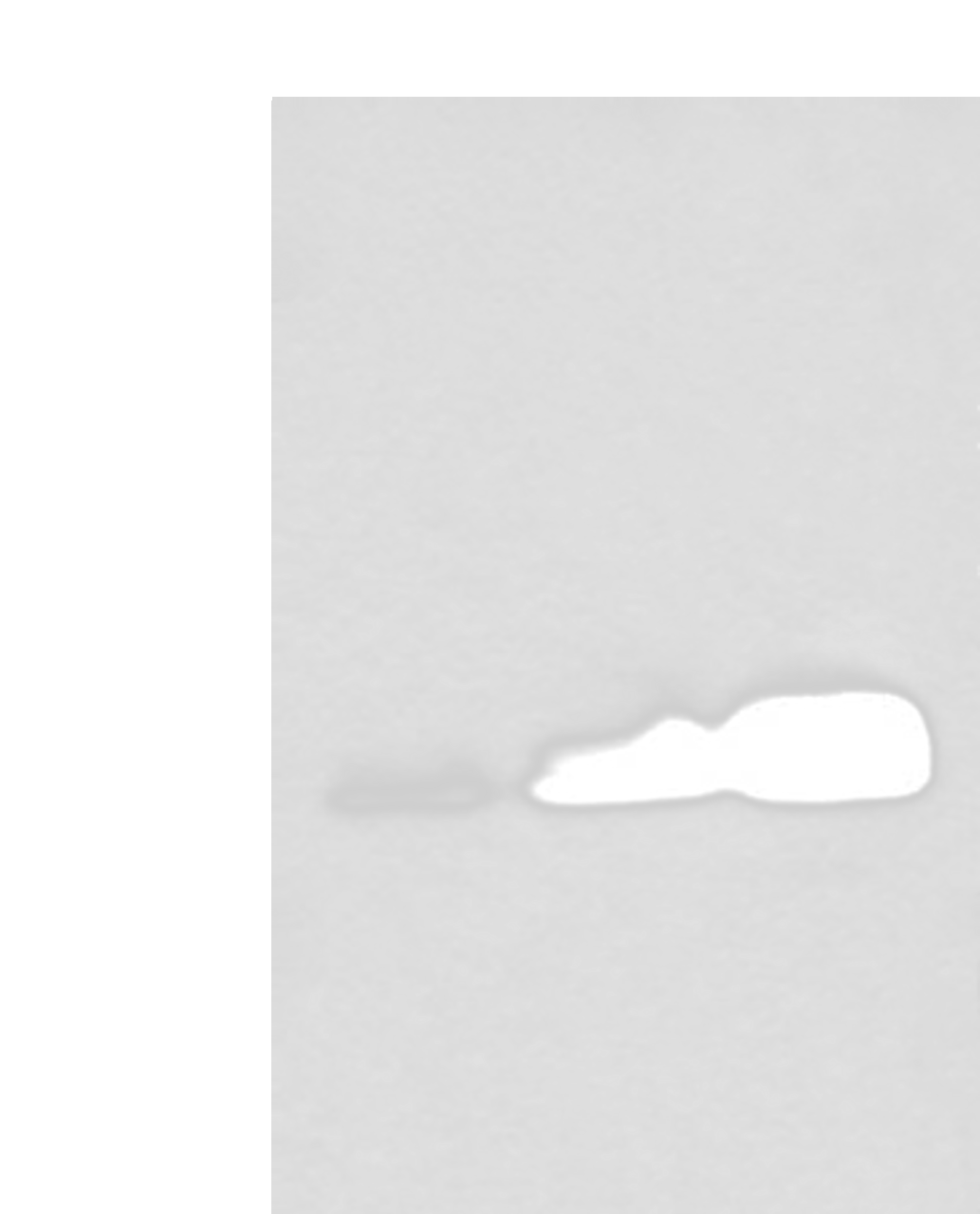 Western blot analysis of Human testis tissue NIH/3T3 and 231 cell lysates  using UBE2Z Polyclonal Antibody at dilution of 1:350