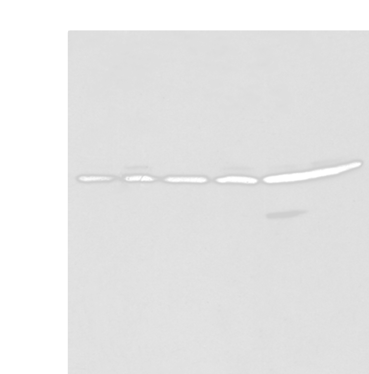 Western blot analysis of 293T A549 and Hela cell  using SFN Polyclonal Antibody at dilution of 1:250