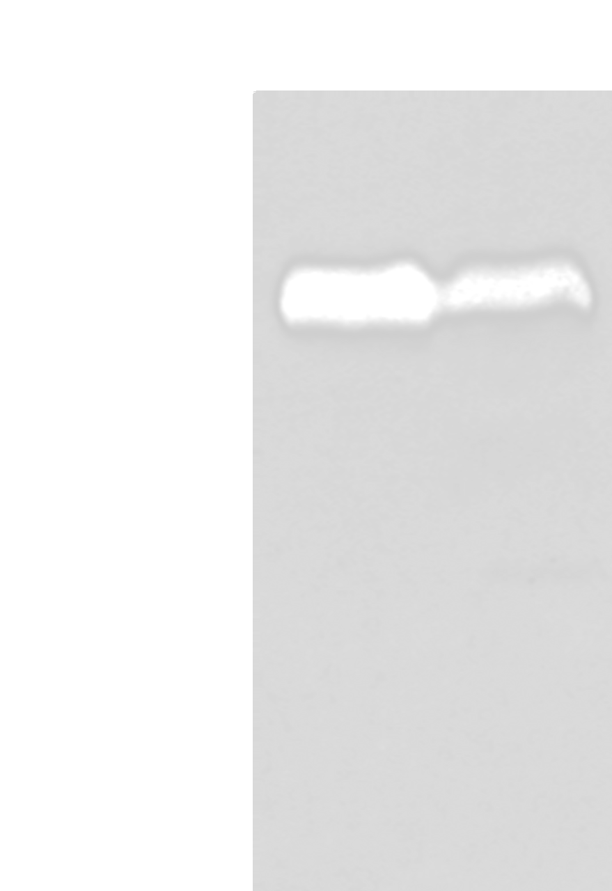 Western blot analysis of PC-3 and K562 cell lysates  using CD55 Polyclonal Antibody at dilution of 1:350