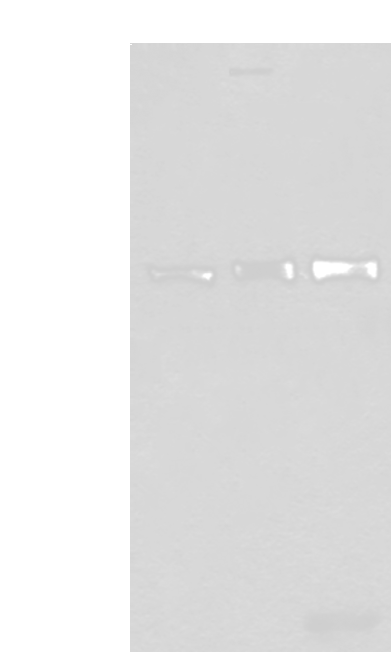 Western blot analysis of Mouse testis tissue Jurkat and A549 cell lysates  using USO1 Polyclonal Antibody at dilution of 1:350