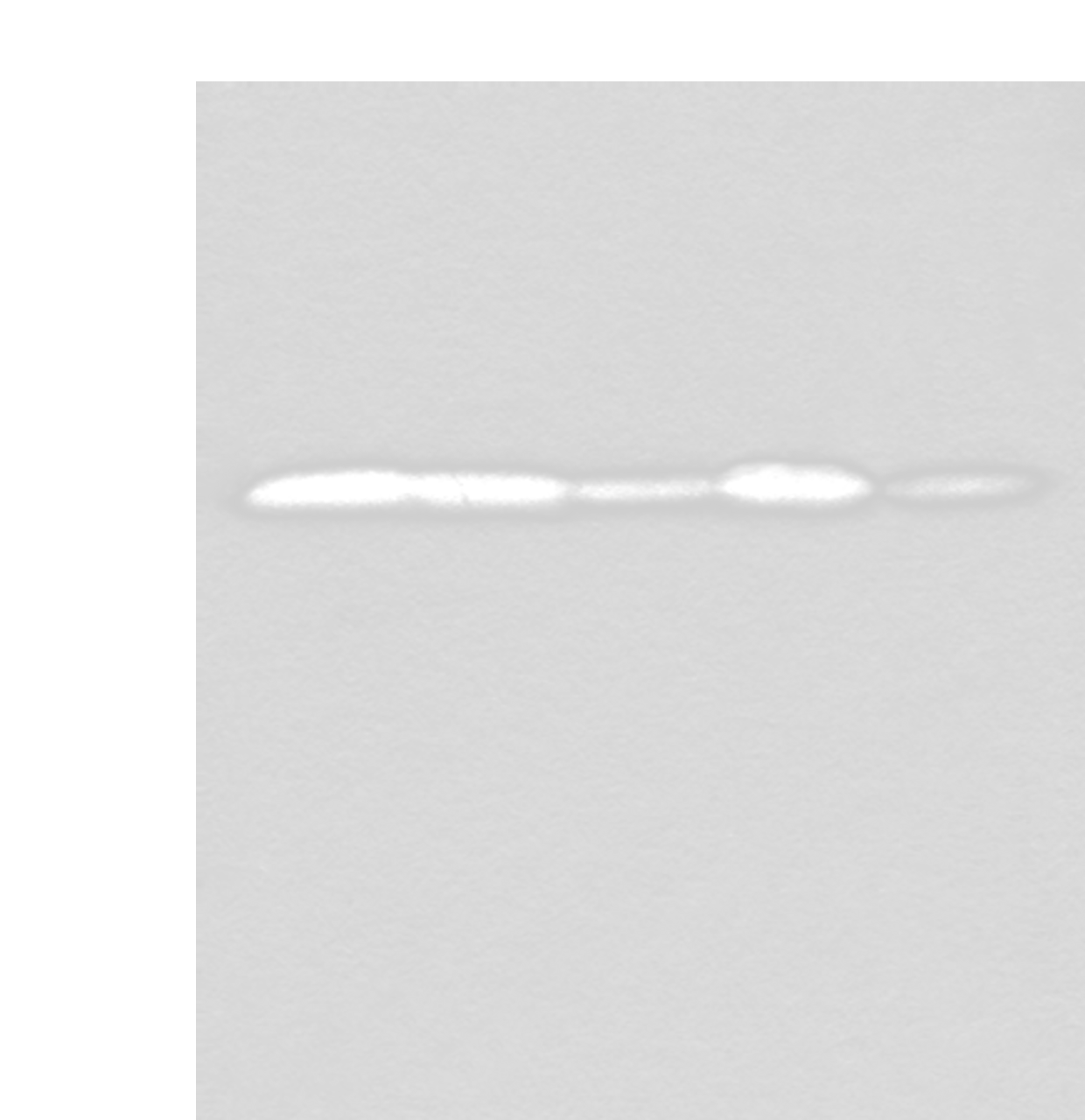 Western blot analysis of HEPG2 Hela Jurkat 231 and HUVEC cell lysates  using VTI1A Polyclonal Antibody at dilution of 1:350