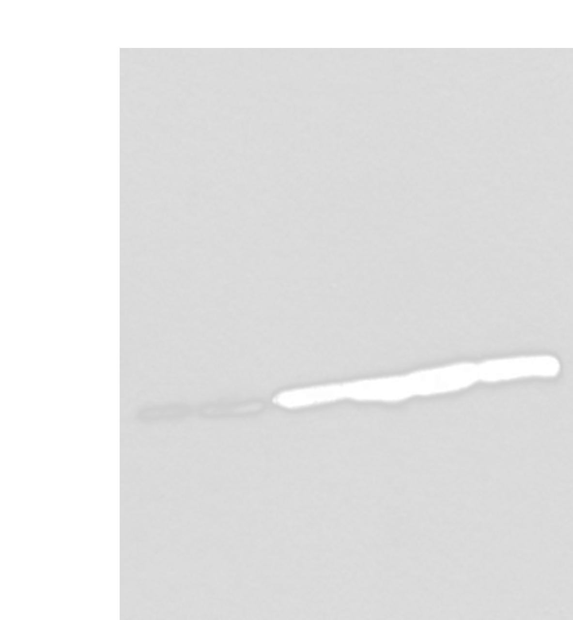 Western blot analysis of 293T cell Hela cell HEPG2 cell and A549 cell lysates  using SNRPA Polyclonal Antibody at dilution of 1:250