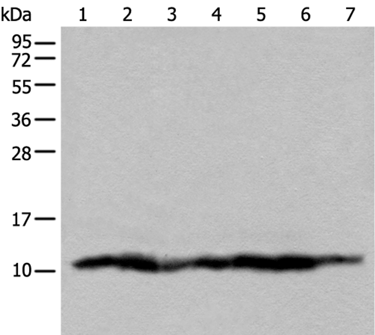 Western blot analysis of 293T cell lysates  using UQCRQ Polyclonal Antibody at dilution of 1:450