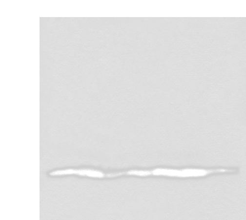 Western blot analysis of 293T cell lysates  using UQCRQ Polyclonal Antibody at dilution of 1:450