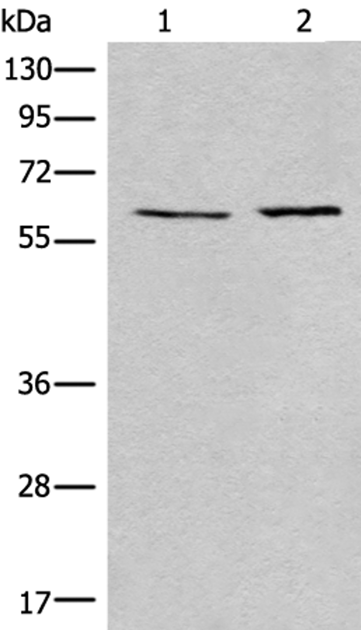 Western blot analysis of A172 and Jurkat cell lysates  using USP14 Polyclonal Antibody at dilution of 1:400