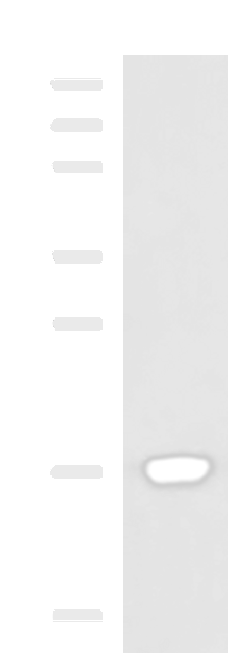 Western blot analysis of Human heart tissue lysate  using C15orf40 Polyclonal Antibody at dilution of 1:400