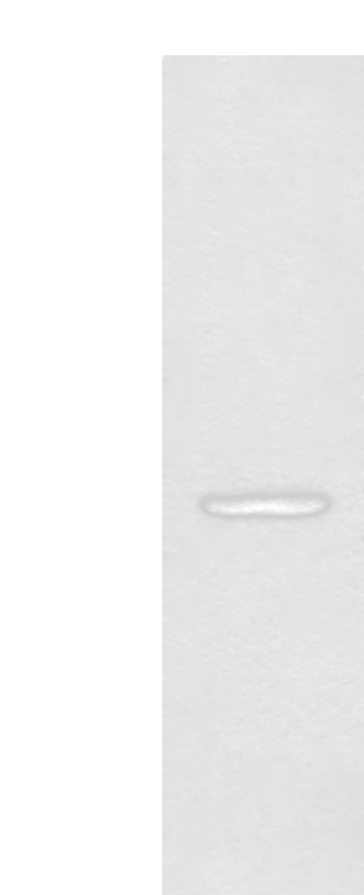 Western blot analysis of A375 cell lysate  using CANT1 Polyclonal Antibody at dilution of 1:500