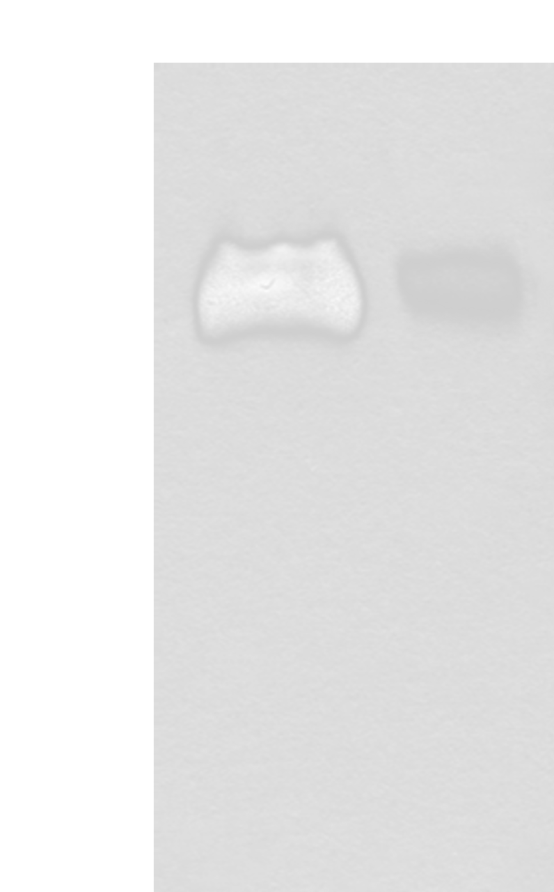 Western blot analysis of Jurkat and A375 cell lysates  using SLC3A2 Polyclonal Antibody at dilution of 1:450
