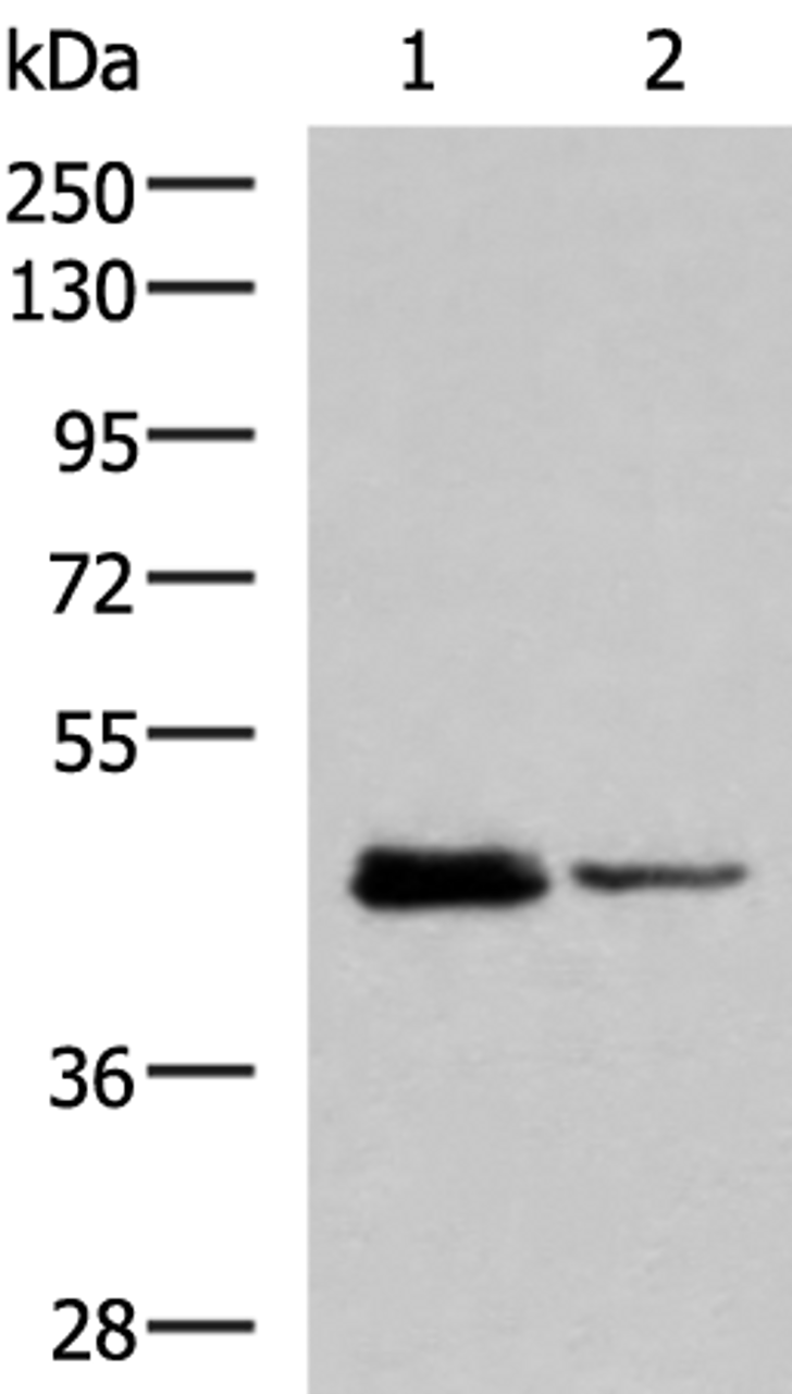 Western blot analysis of HL60 and Jurkat cell lysates  using DDI2 Polyclonal Antibody at dilution of 1:800