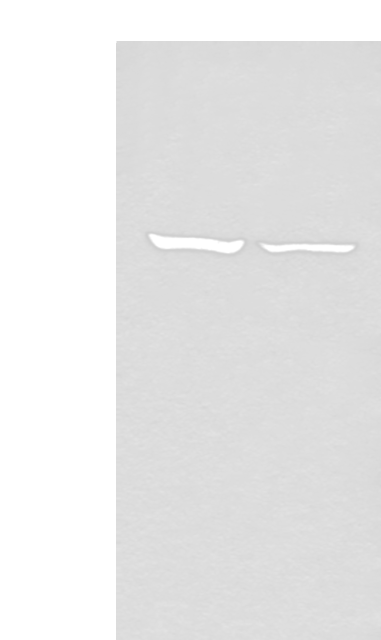 Western blot analysis of 293T cell lysates  using DDX59 Polyclonal Antibody at dilution of 1:500