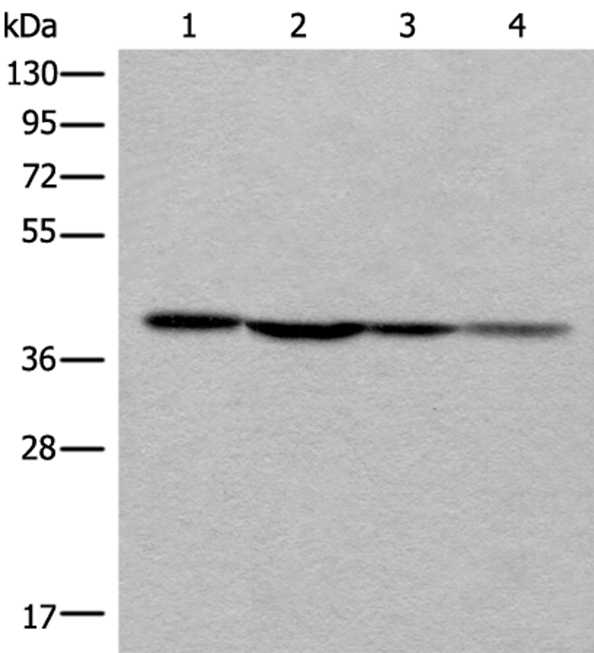 Western blot analysis of 293T 231 and Hela cell lysates  using ROM1 Polyclonal Antibody at dilution of 1:400