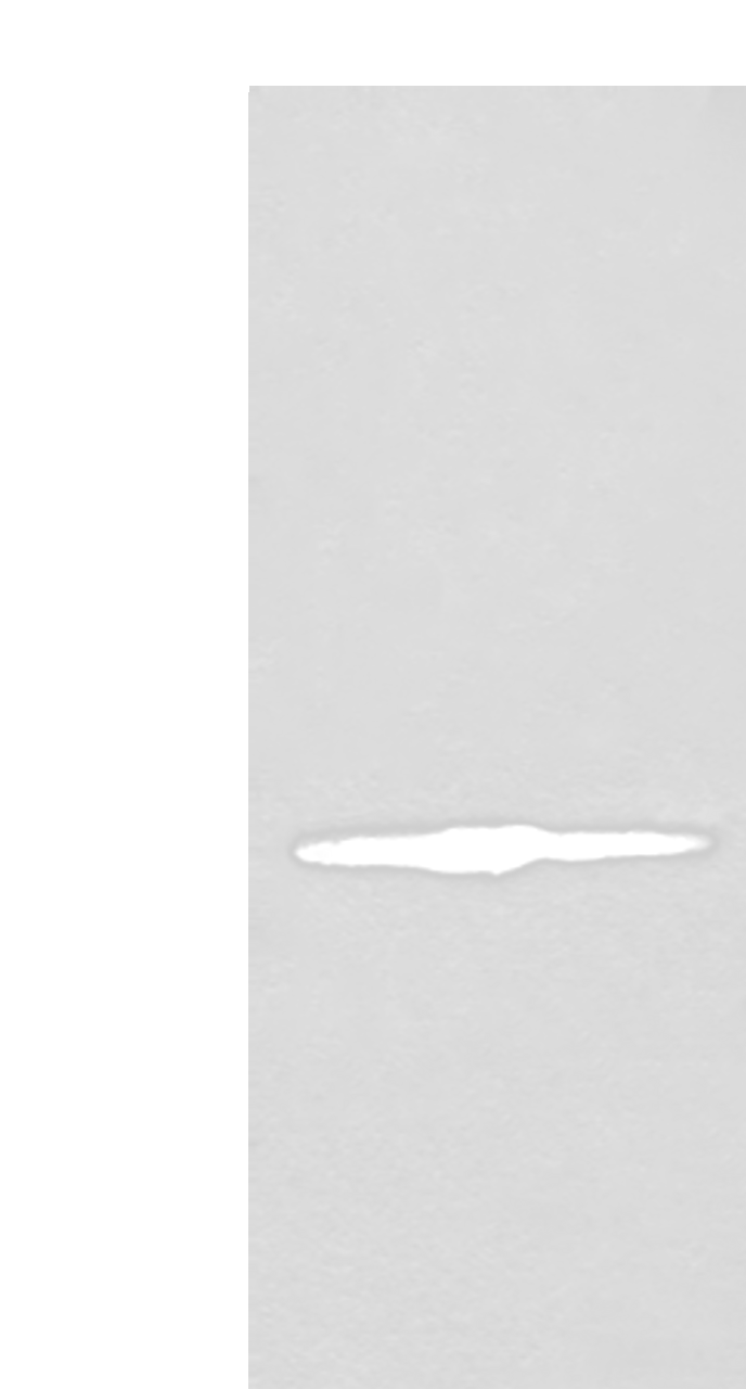 Western blot analysis of 293T cell lysate  using IVD Polyclonal Antibody at dilution of 1:500