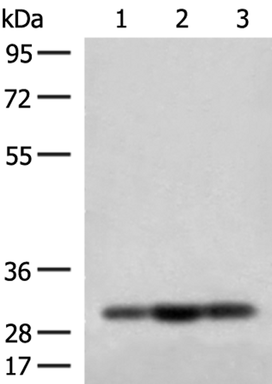 Western blot analysis of HepG2 Jurkat and 231 cell lysates  using MRPS18B Polyclonal Antibody at dilution of 1:200