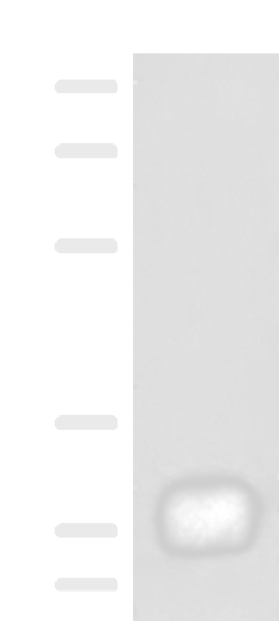 Western blot analysis of Raji cell lysate  using HLA-DRB4 Polyclonal Antibody at dilution of 1:450