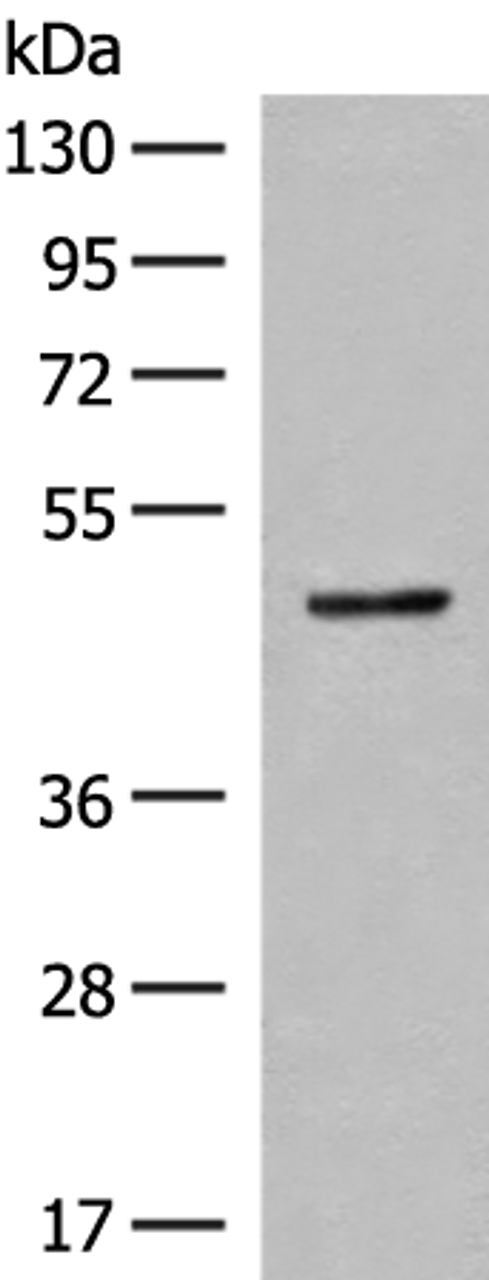 Western blot analysis of Mouse small intestines tissue lysate  using SCRN2 Polyclonal Antibody at dilution of 1:400
