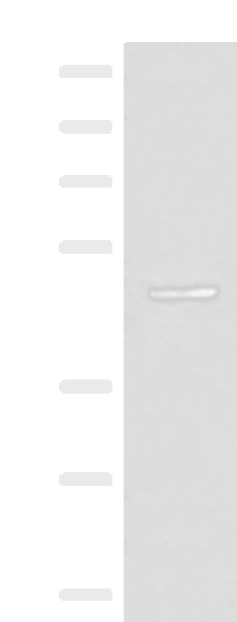 Western blot analysis of Mouse small intestines tissue lysate  using SCRN2 Polyclonal Antibody at dilution of 1:400