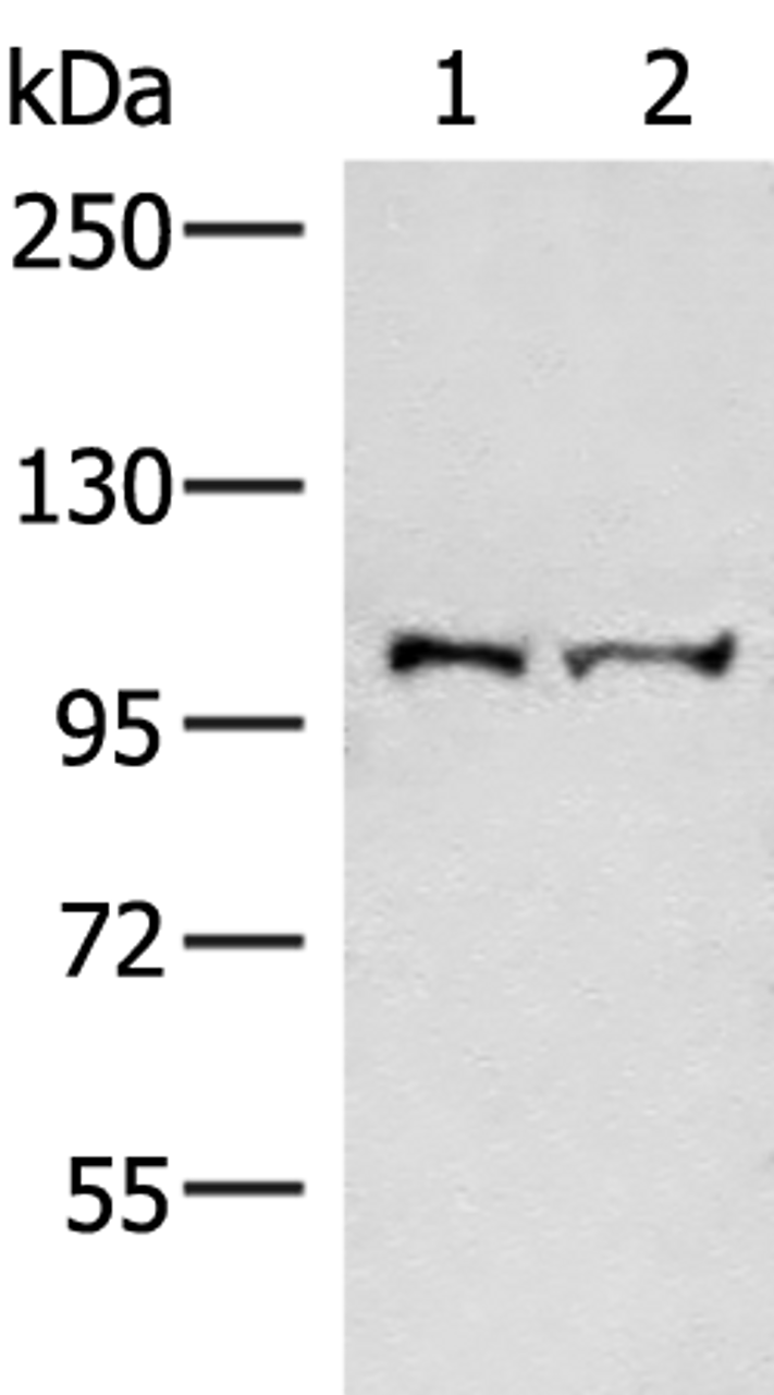 Western blot analysis of Mouse brain tissue and Jurkat cell lysates  using EFTUD2 Polyclonal Antibody at dilution of 1:550