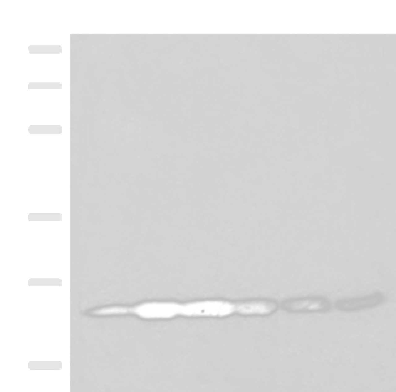 Western blot analysis of 293T cell lysates  using GSTK1 Polyclonal Antibody at dilution of 1:250