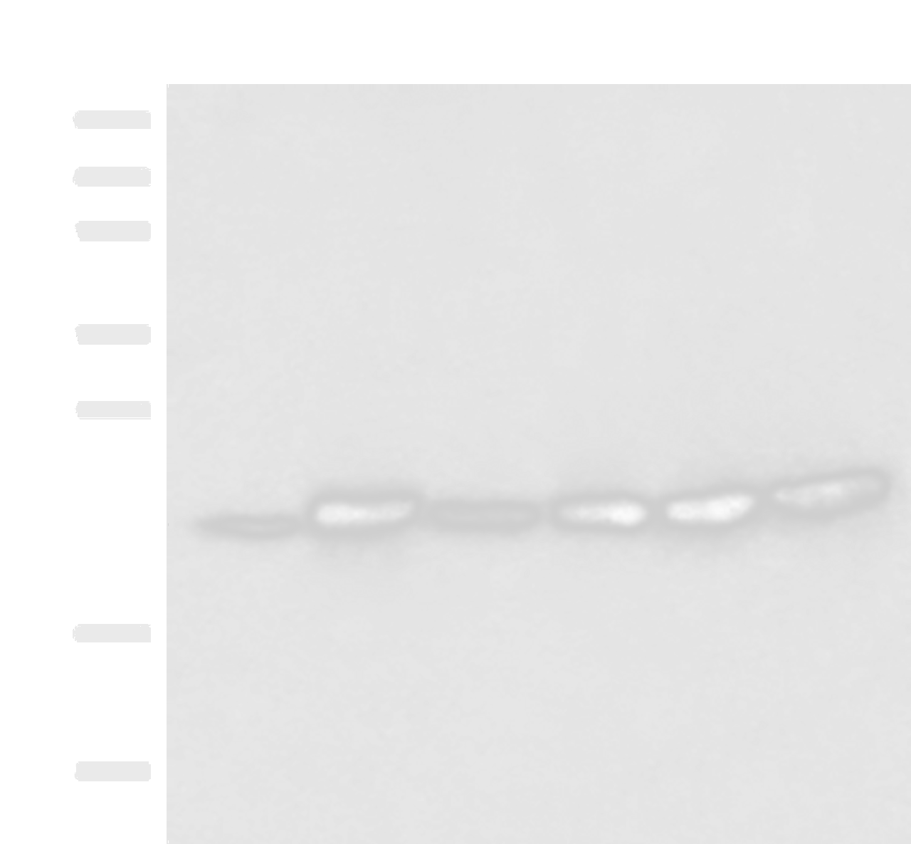 Western blot analysis of Mouse skeletal muscle tissue Mouse kidney tissue PC-3 Jurkat HepG2 and Hela cell lysates  using ATP5PD Polyclonal Antibody at dilution of 1:300