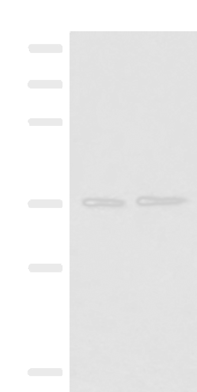 Western blot analysis of PC-3 and HepG2 cell lysates  using POLR3F Polyclonal Antibody at dilution of 1:500