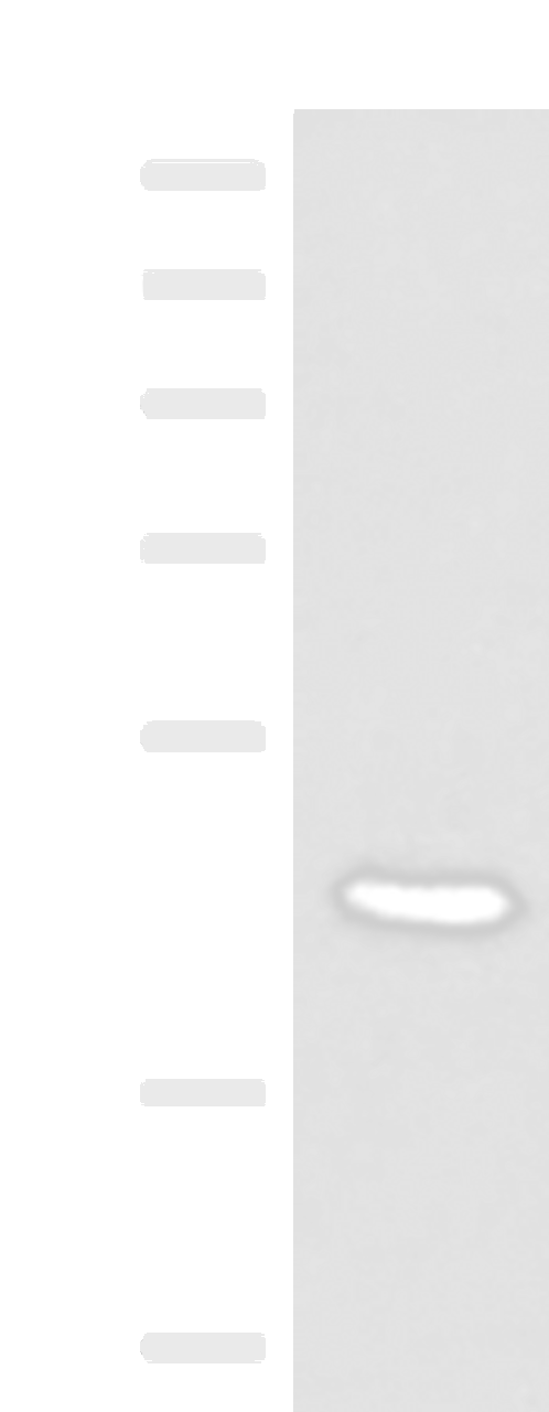 Western blot analysis of 293T cell lysate  using COPS3 Polyclonal Antibody at dilution of 1:450