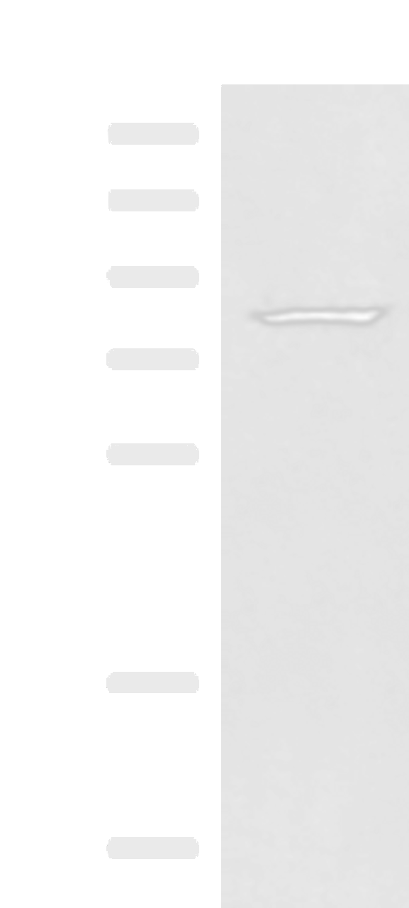 Western blot analysis of HepG2 cell lysate  using NASP Polyclonal Antibody at dilution of 1:800