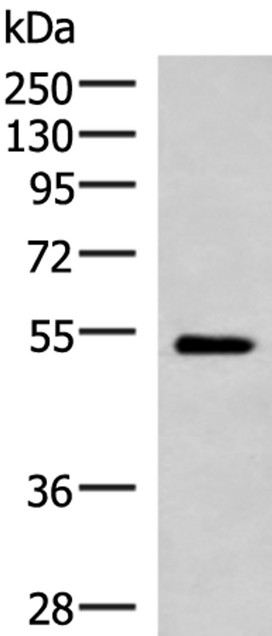 Western blot analysis of Mouse heart tissue lysate  using FUCA2 Polyclonal Antibody at dilution of 1:1000