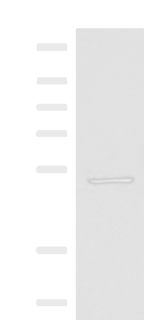 Western blot analysis of HepG2 cell lysate  using FDXR Polyclonal Antibody at dilution of 1:1000