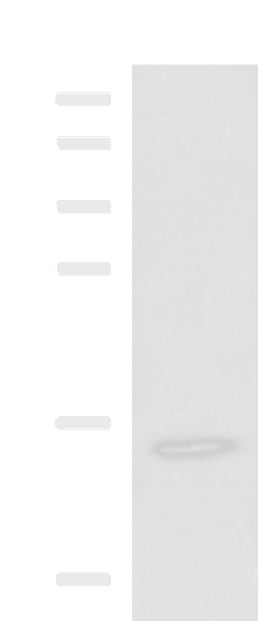 Western blot analysis of Jurkat cell lysate  using H2AFJ Polyclonal Antibody at dilution of 1:800