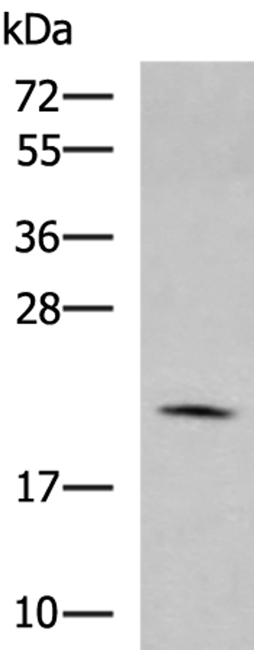 Western blot analysis of RAW264.7 cell lysate  using MARCKSL1 Polyclonal Antibody at dilution of 1:750