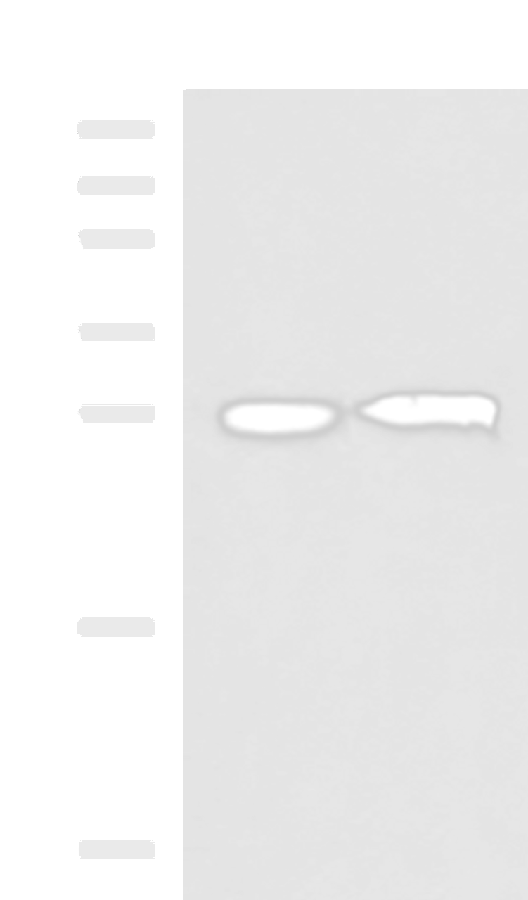 Western blot analysis of 293T cell lysates  using CCDC134 Polyclonal Antibody at dilution of 1:800