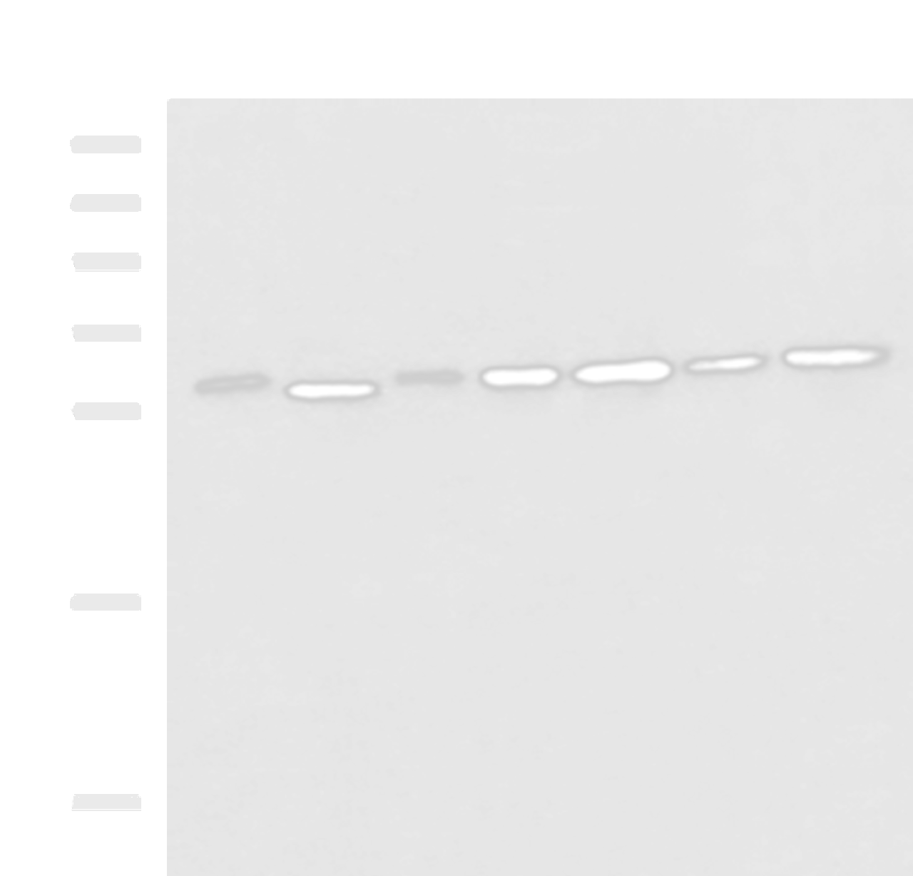 Western blot analysis of 293T LO2 Hela and Jurkat cell lysates  using EXOSC4 Polyclonal Antibody at dilution of 1:650